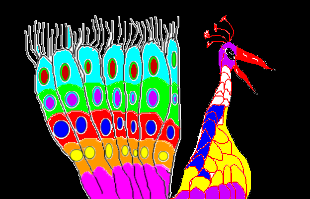 Media image