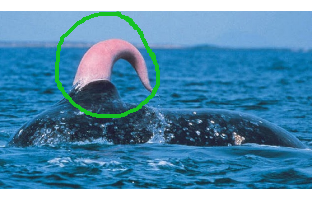 Whale willy