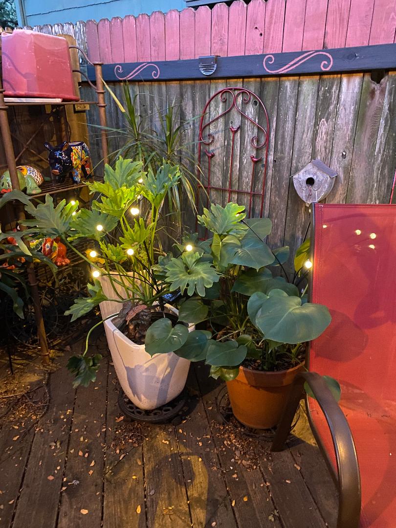 Fairy Lights at night