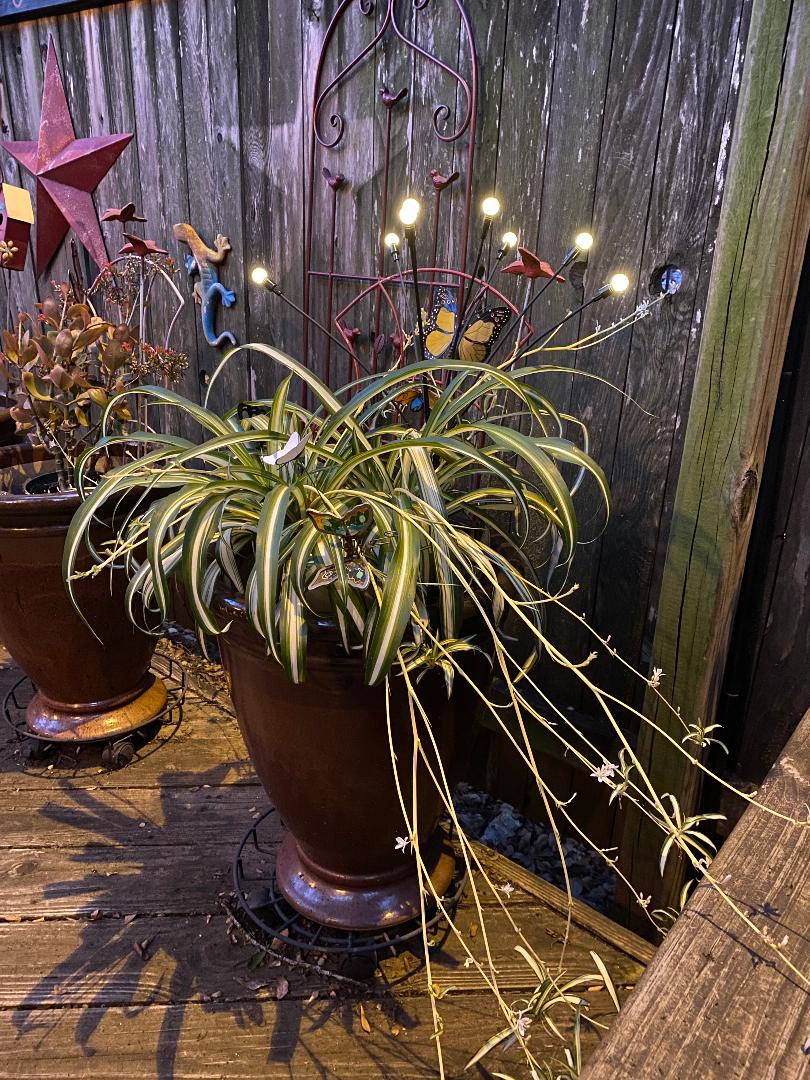 Fairy Lights in Spider Plant