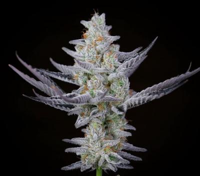 Sheikh420Wematanye's profile